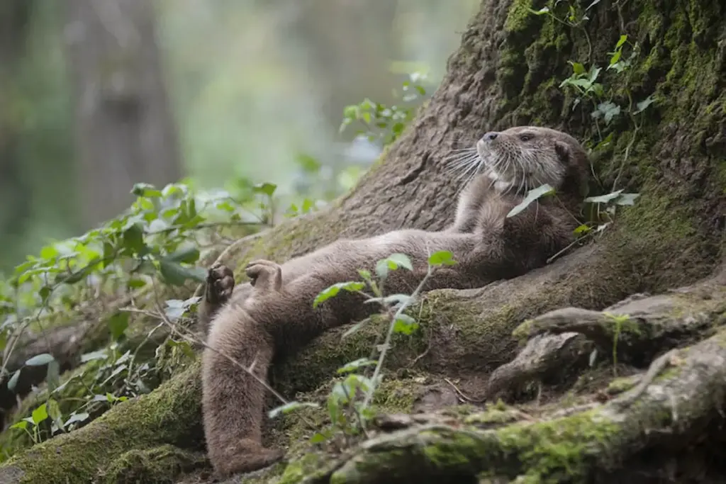 No Parque Biológico de Vila Nova de Gaia, os animais vivem em estado selvagem.